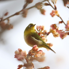 桜とﾒｼﾞﾛ