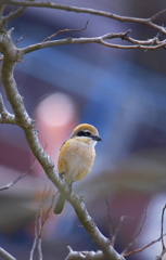 おだやかなモズ