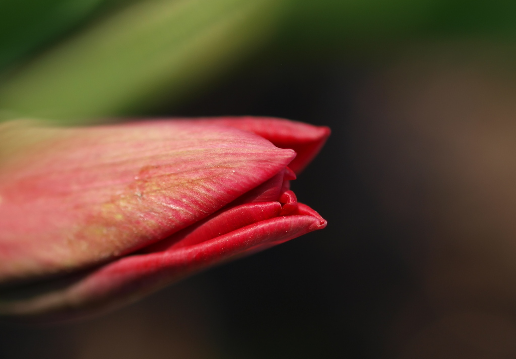 花の誘惑