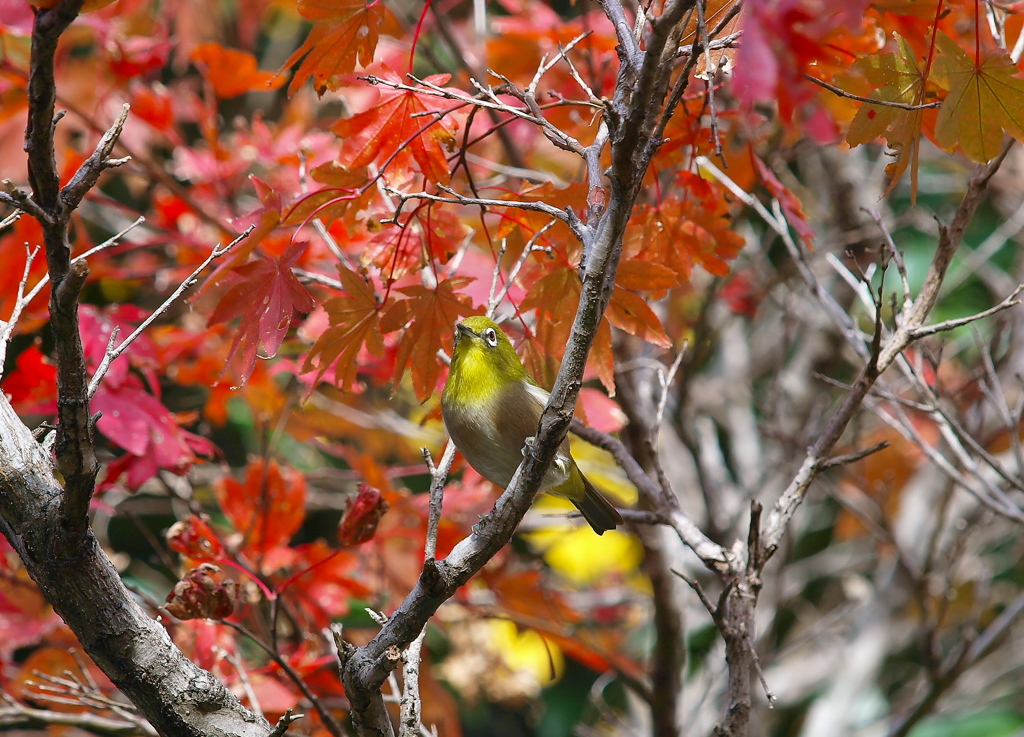 紅葉とメジロ