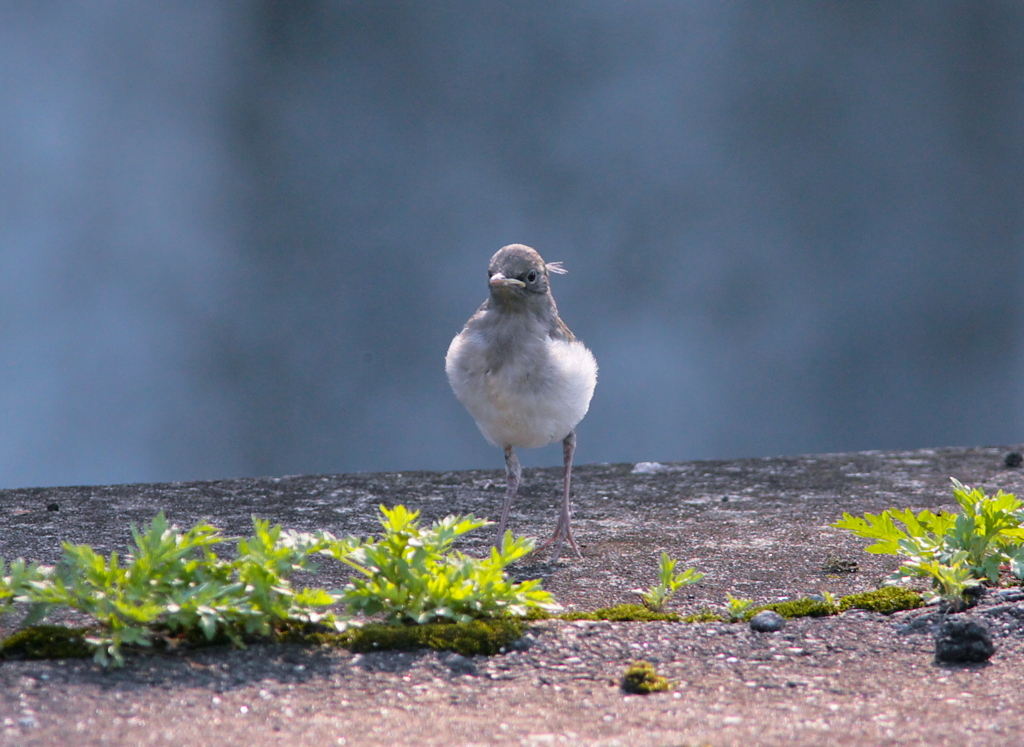 ひな鳥のデビュ－