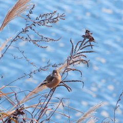 野鳥愛歌１
