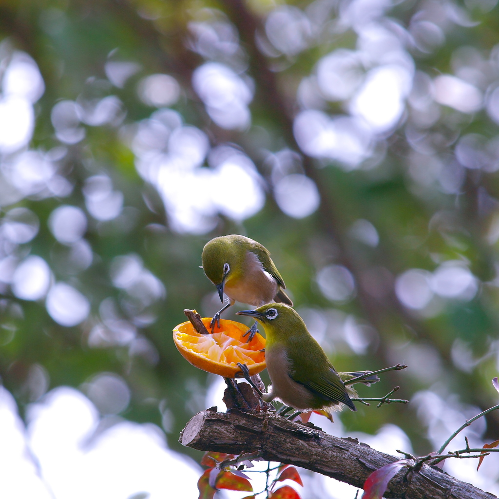 今日もカップル～～～