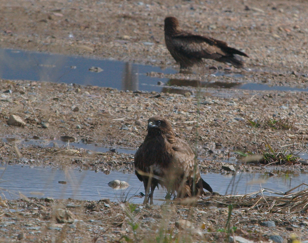 怖い目付きだった。