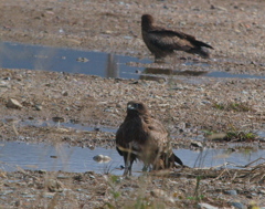 怖い目付きだった。