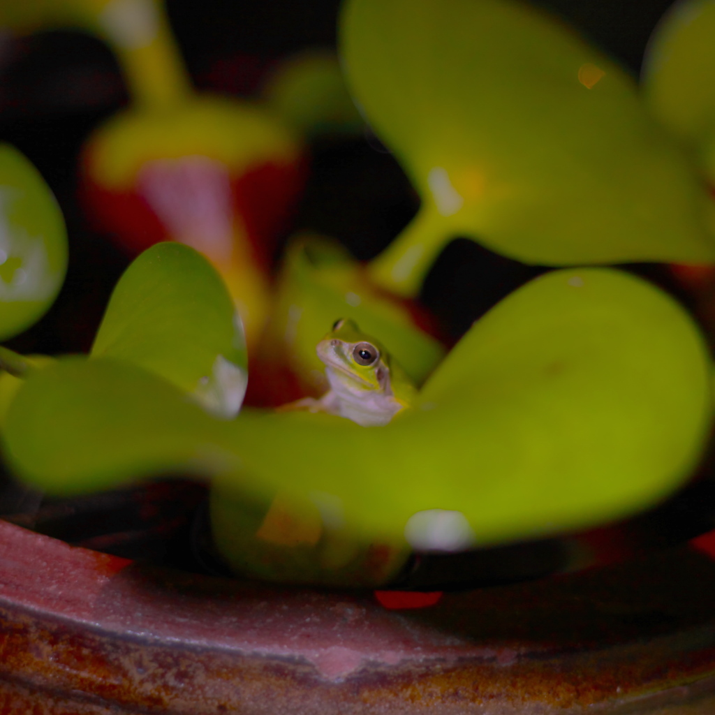 眠い（ﾋﾟﾝ甘）