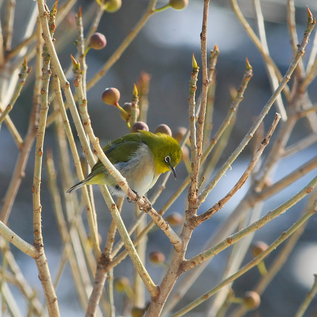 オチ～でも　欲しいな～♪♪