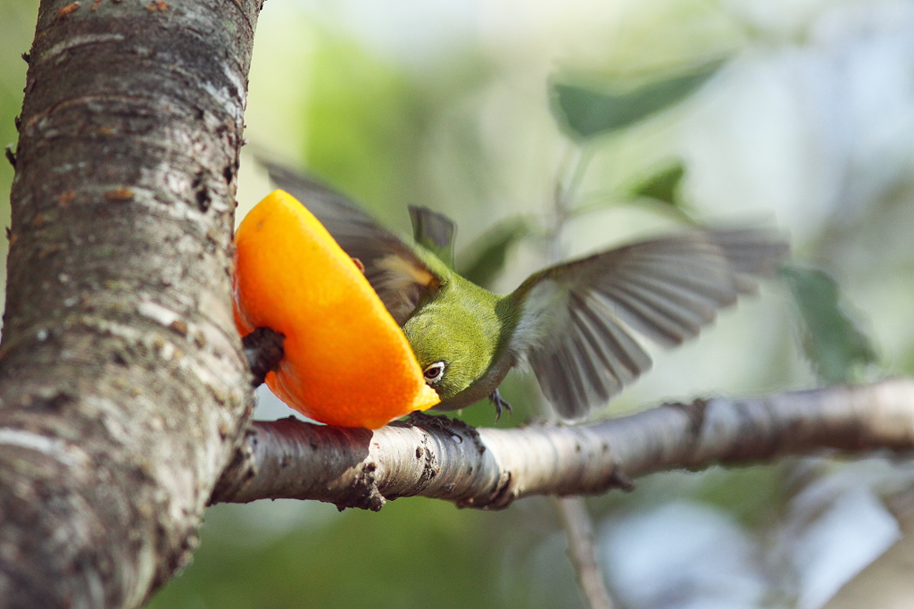 浮いてるﾒｼﾞﾛちゃん