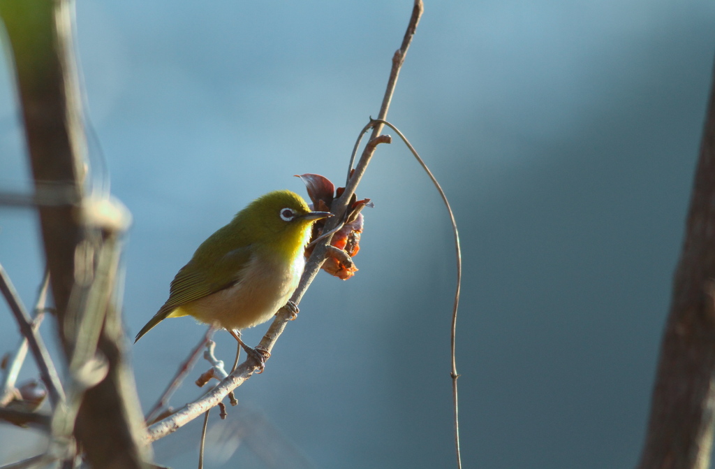 朝霜と朝日とメジロちゃん