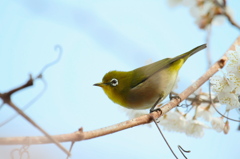 やさしいメジロ