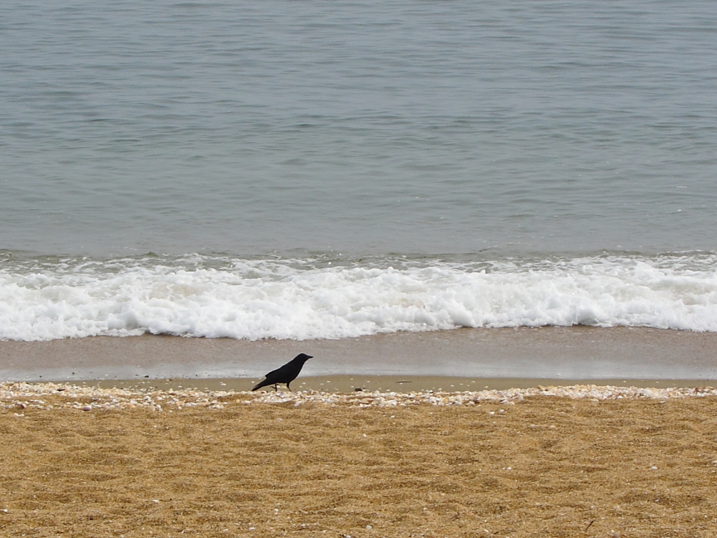 浜辺のカラス