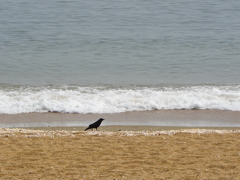 浜辺のカラス