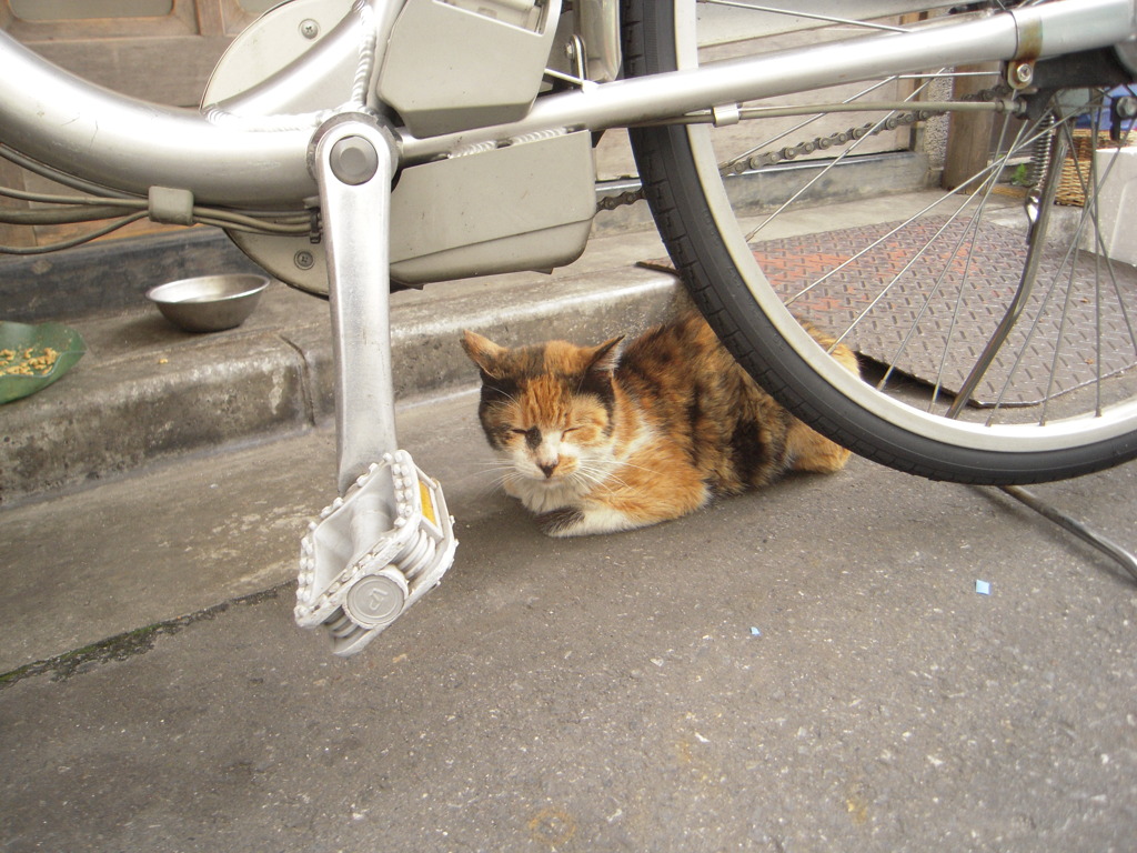 ぬこ