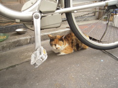 ぬこ