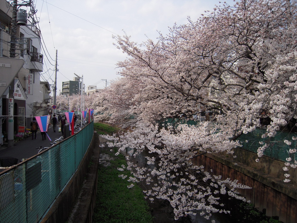 桜