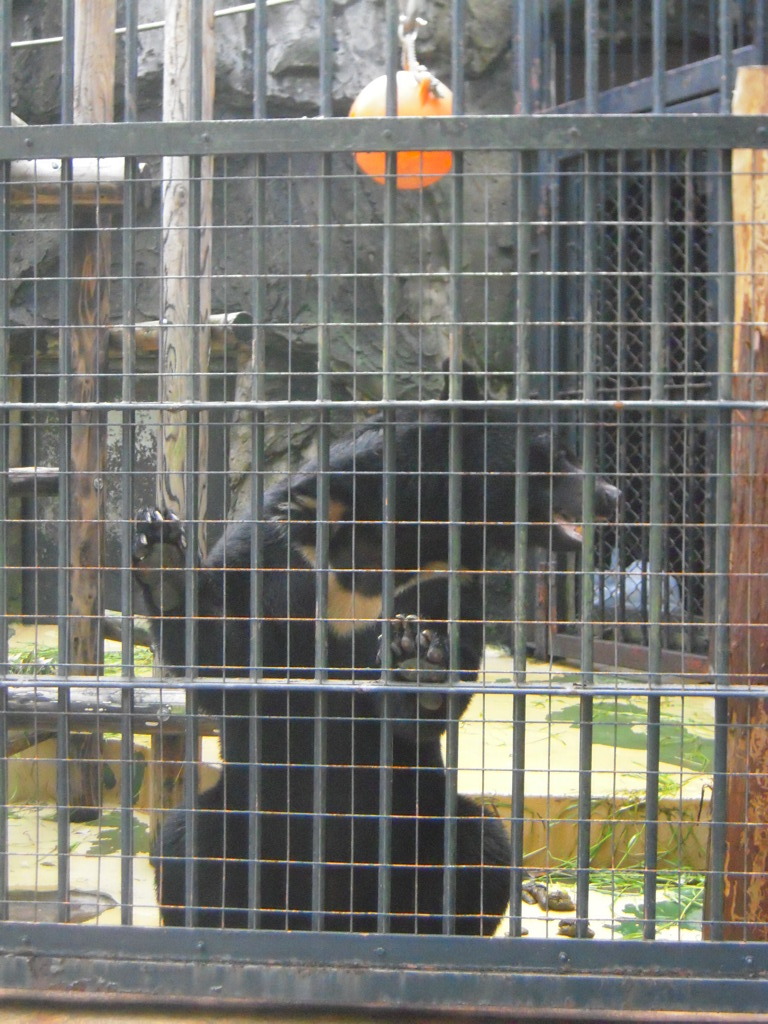 クマー
