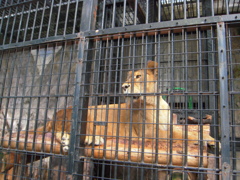 ライオン