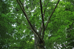 木