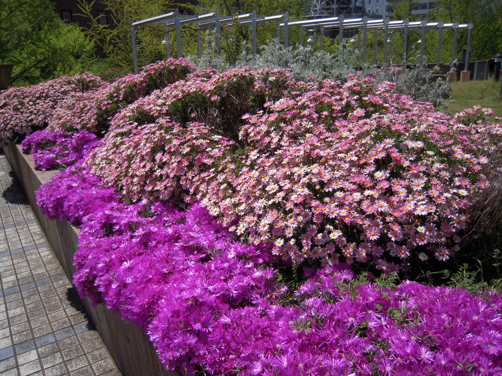 山下公園に咲いてた花4