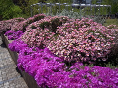 山下公園に咲いてた花4