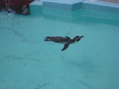 ペンギン