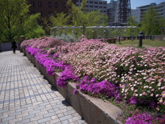 山下公園に咲いてた花2