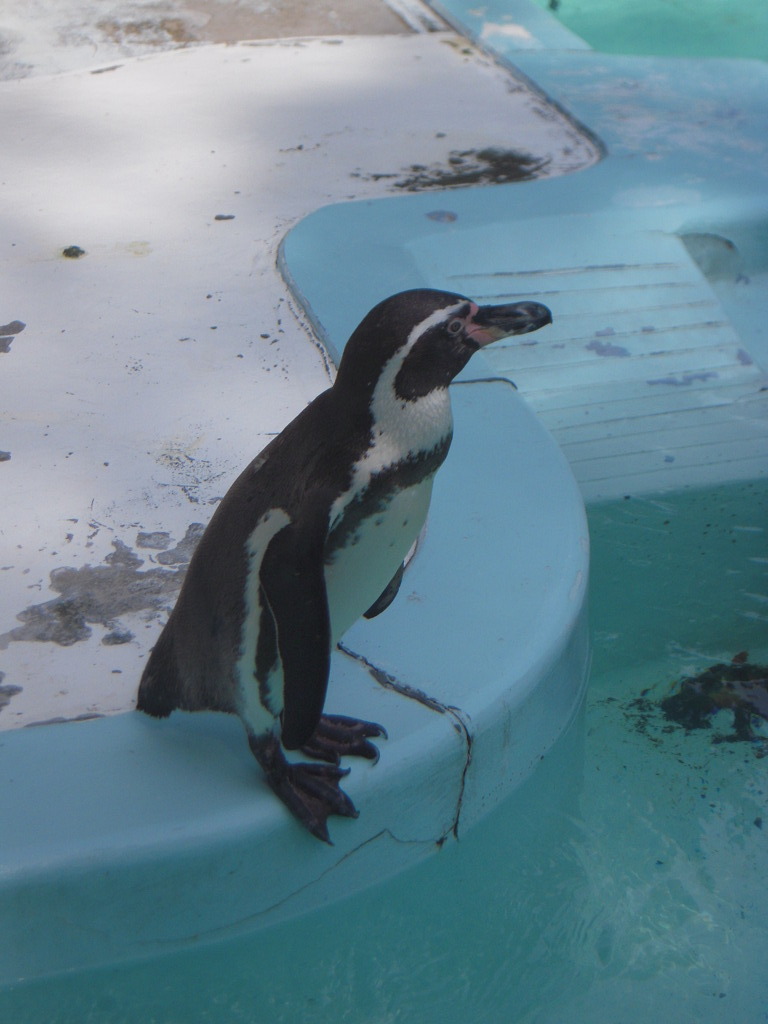 ペンギン
