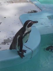 ペンギン