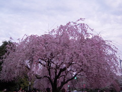 枝垂桜