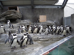 ペンギン