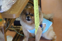 山小屋にいた犬