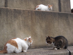 ぬこ