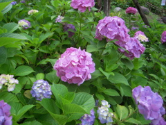 紫陽花