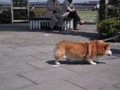 いぬ