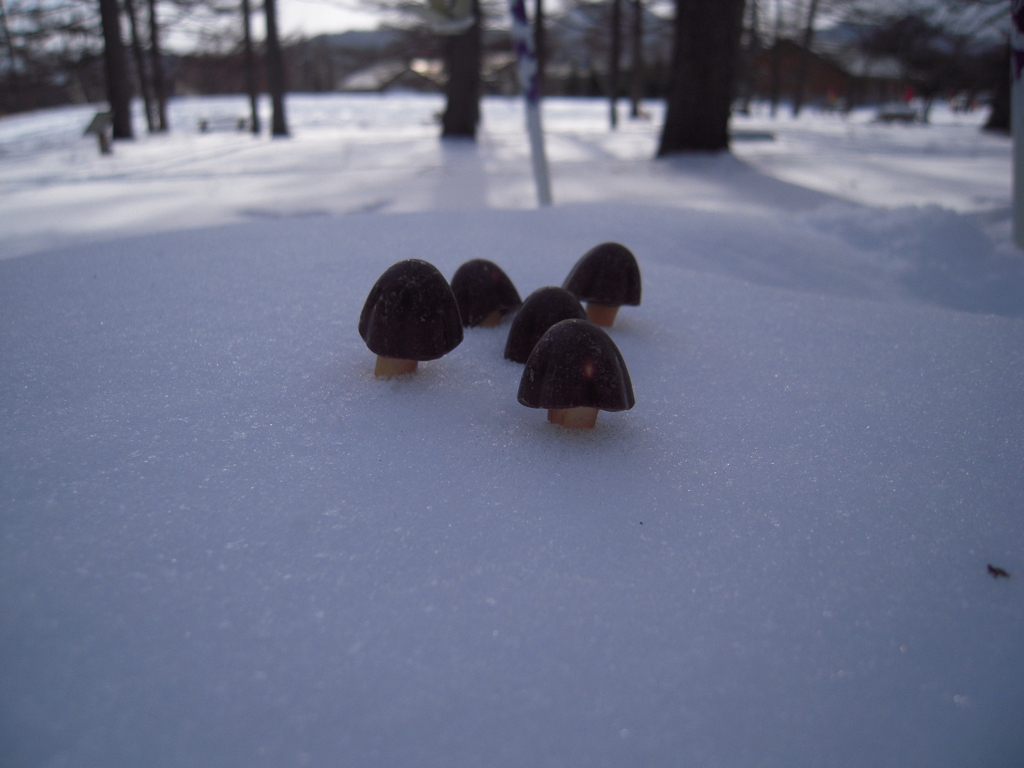 雪からきのこの山(笑)