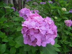 紫陽花