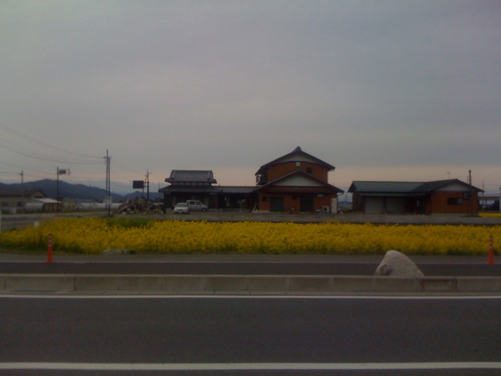 菜の花