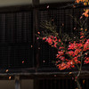 FALLING LEAVES