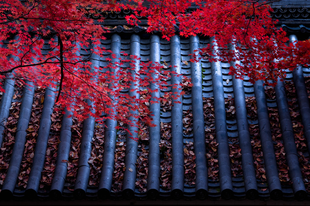 紅と蒼