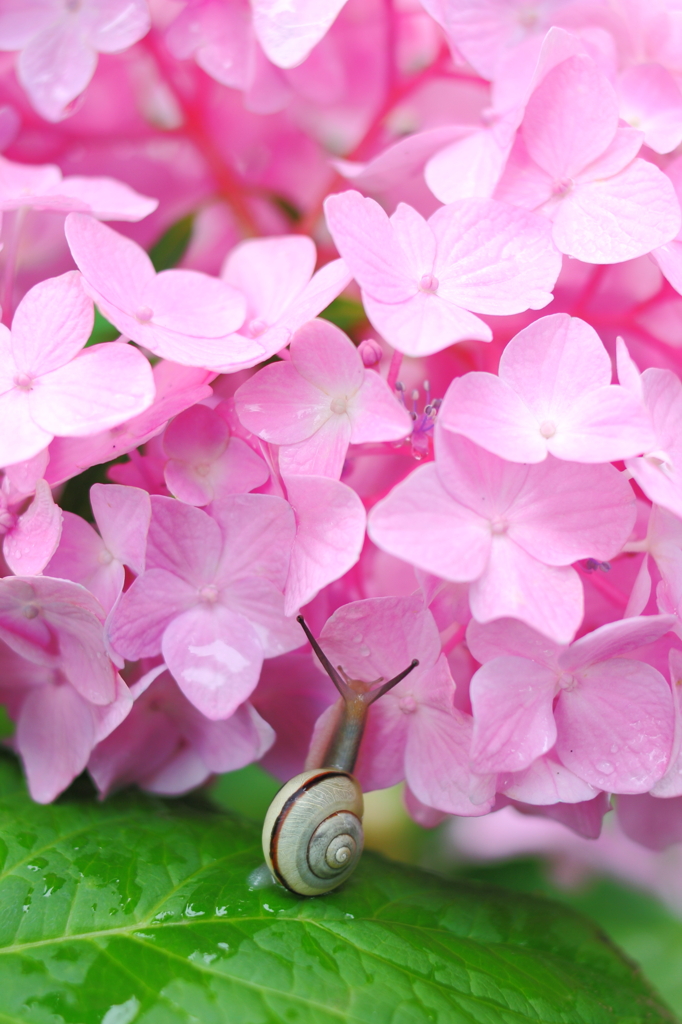 紫陽花にキッス