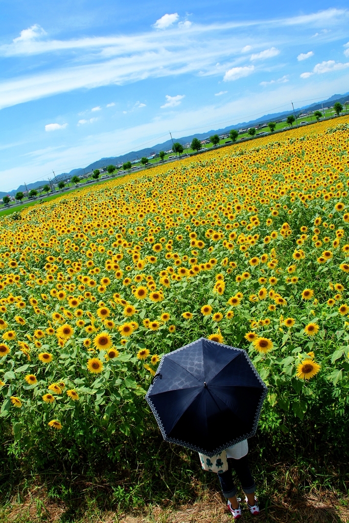 夏色ovation