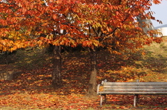 落ち葉と公園