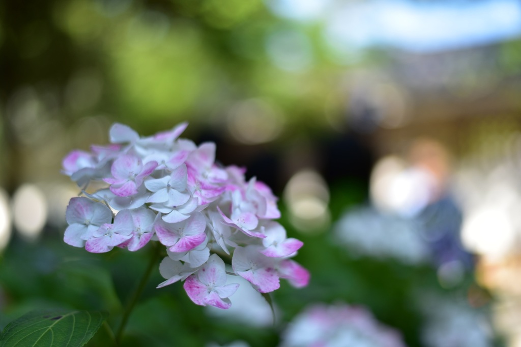 紫陽花