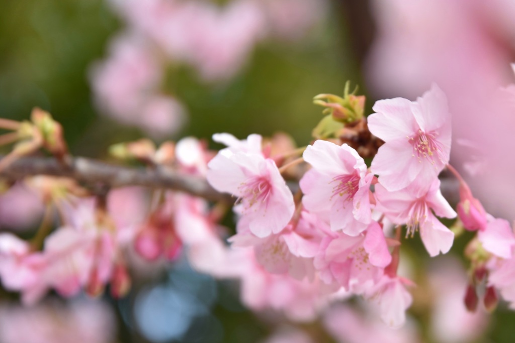 河津桜