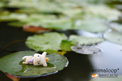 蓮の葉でお昼寝。