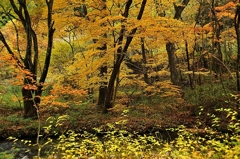 雑木林の紅葉