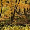 雑木林の紅葉