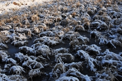 二番穂の雪