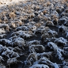 二番穂の雪