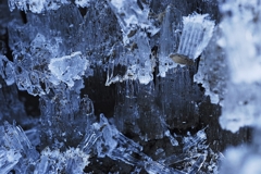霜柱２